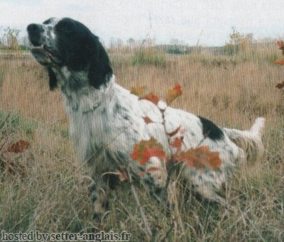 Setter Anglais THOMAS DEL PALISSANDRO Setter Anglais THOMAS DEL PALISSANDRO